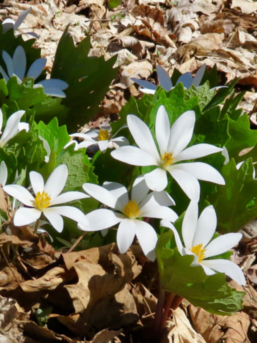 ephemeral spring beauties: white flowers nestled in their green leaves sprouting from a bed of dried autumn leaves
