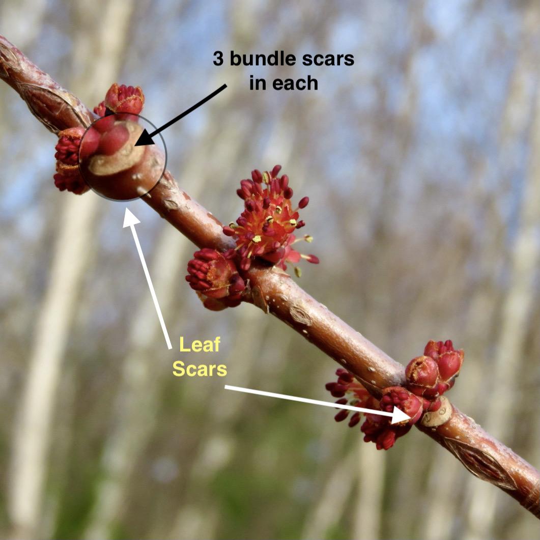 branch with opposite budding