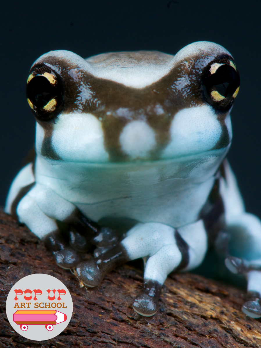 A pale blue milk frog sitting on a branch stares directly at the camera. Pop-Up Art School's logo is in the lower left-hand corner.