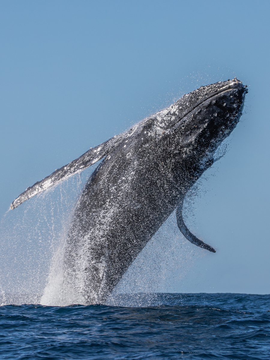 whale jumping out of the water