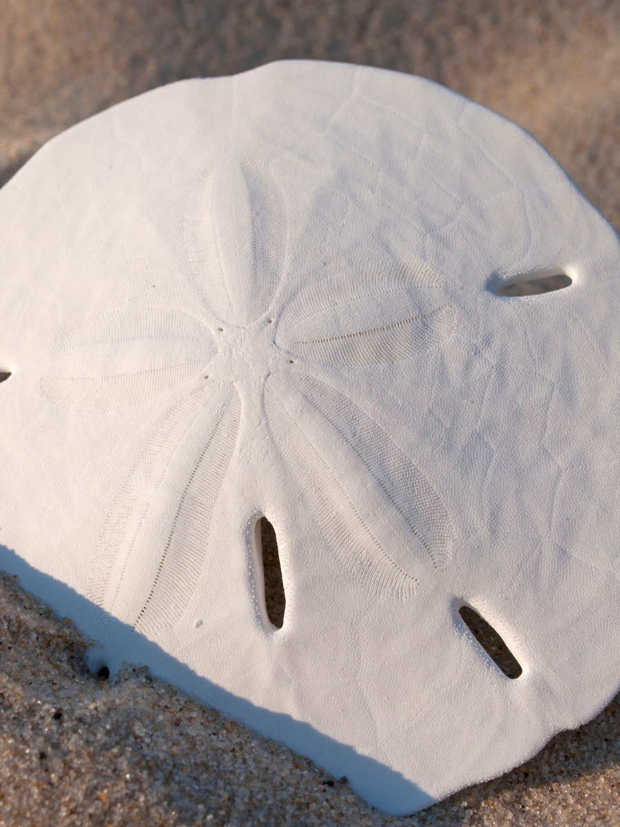 sand dollar in the sand, lit by setting sun
