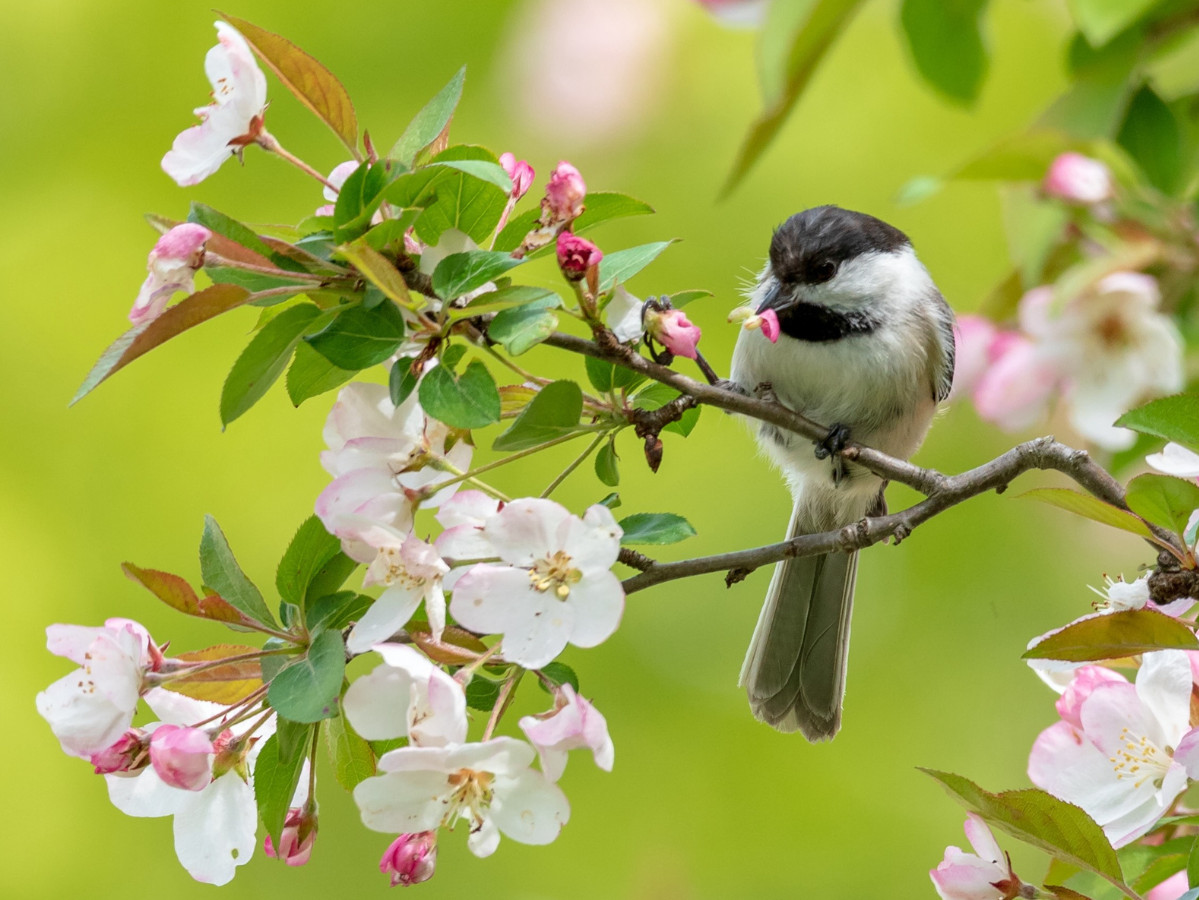 chickadee sitting in blossoming tree