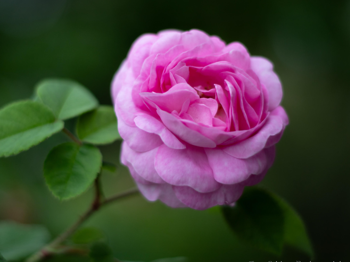 A beautiful rose