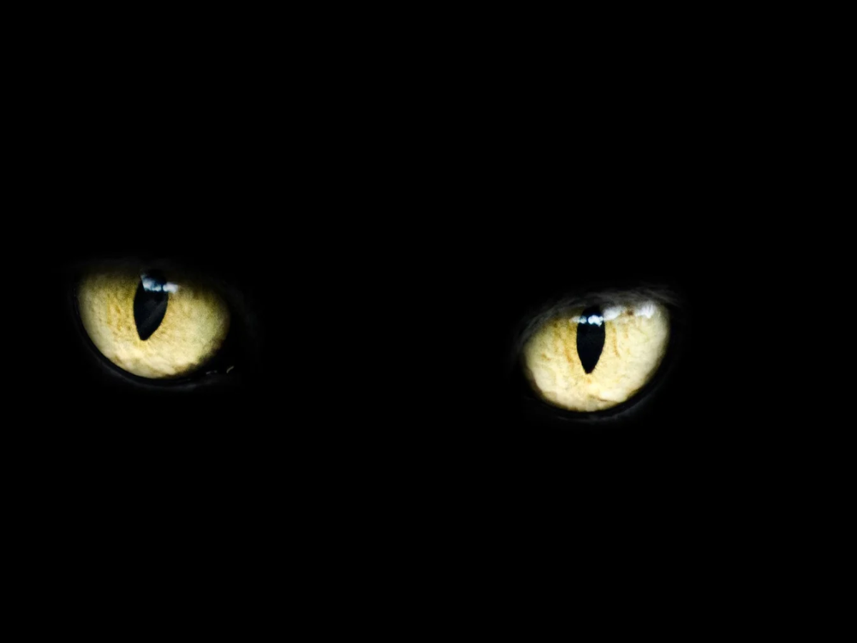 Halloween Cat
