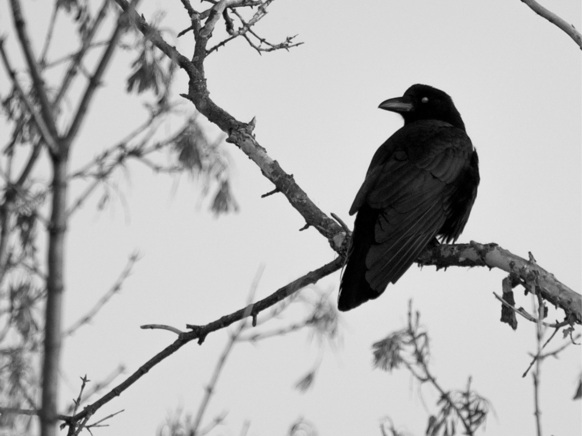 A raven