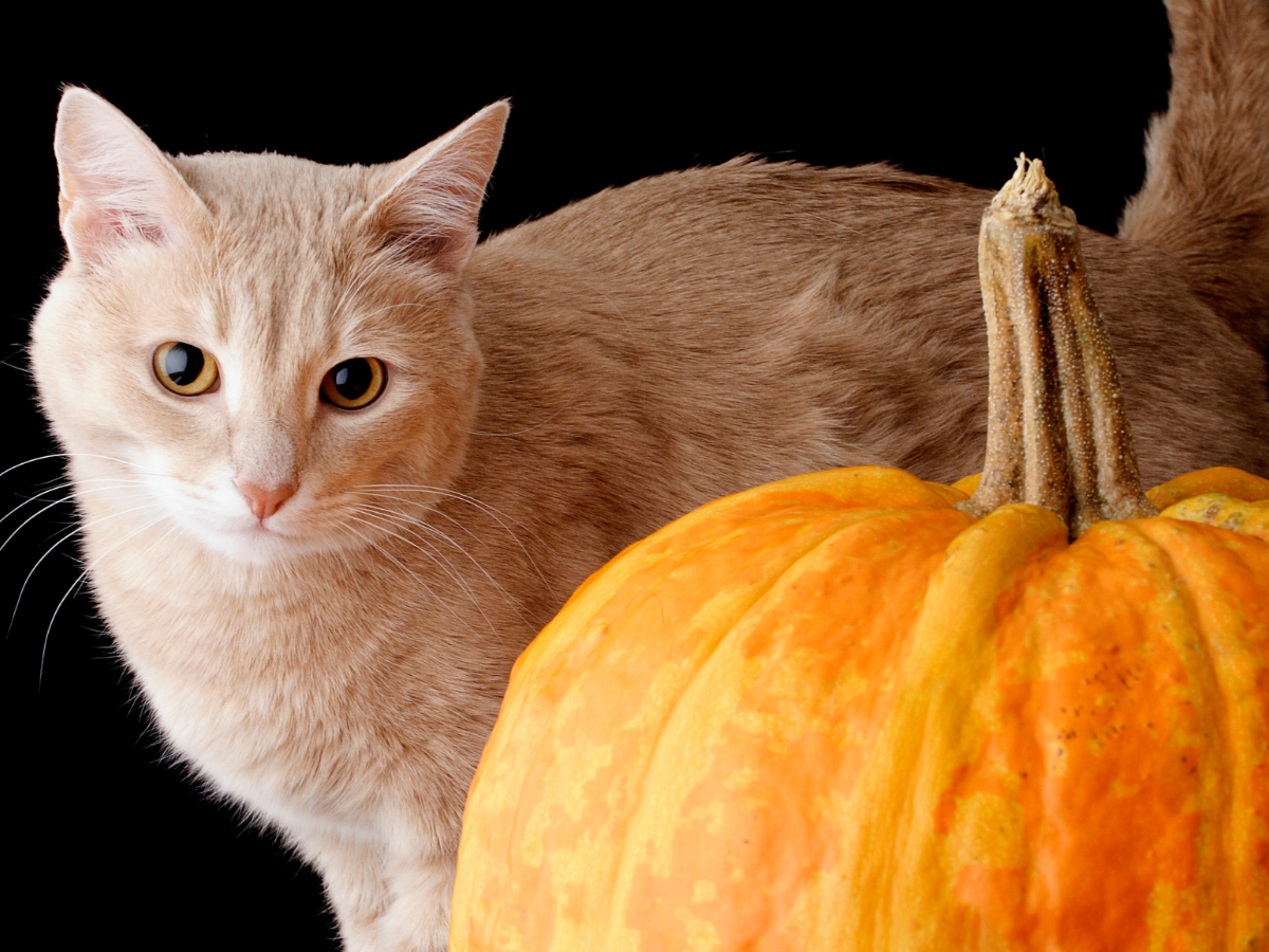 A cat and a pumpkin