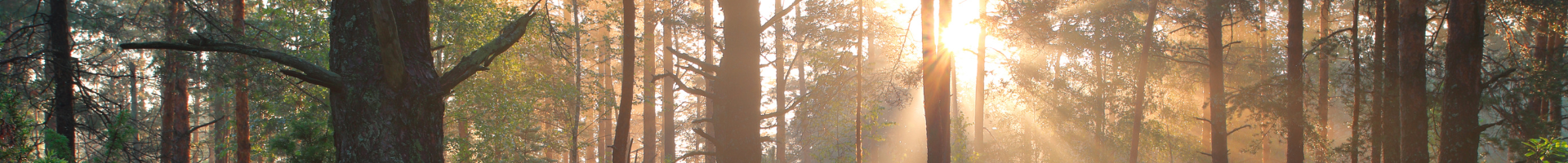 Rays of sunlight through dense trees