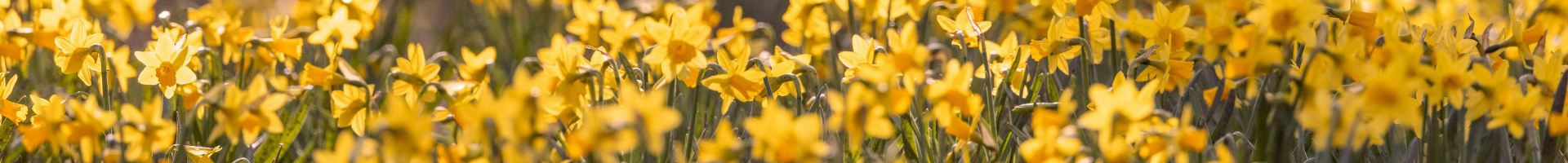 A field of yellow daffodils.